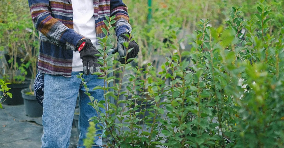 guide complet pour la taille des plantes : conseils pratiques pour un entretien optimal et une croissance saine.